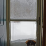 Dog looking outside the storm door unable to be opened due to snow during winter storm in Chicago