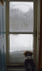 Dog looking outside the storm door unable to be opened due to snow during winter storm in Chicago