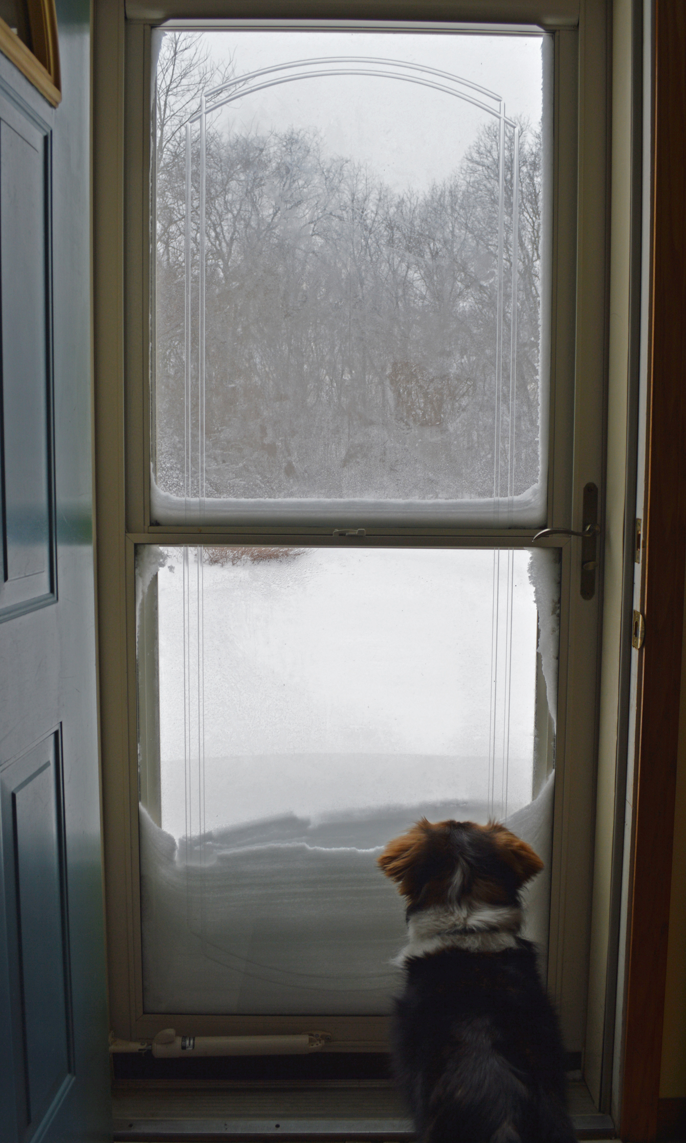 Dog looking outside the storm door unable to be opened due to snow during winter storm in Chicago